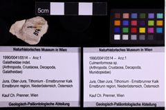 Foto (Objekt + Etiketten) von Culmenformosa sp. (NHMW-GEO-1990-0041-0514)